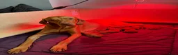 Hungarian Vizsla dogs for sale: 9 Vizsla Puppies for Sale - Advert 5