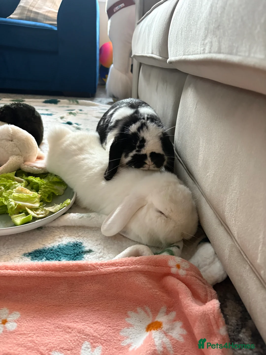 Mini Lop rabbits for sale: Two Female Mini Lops - Advert 3