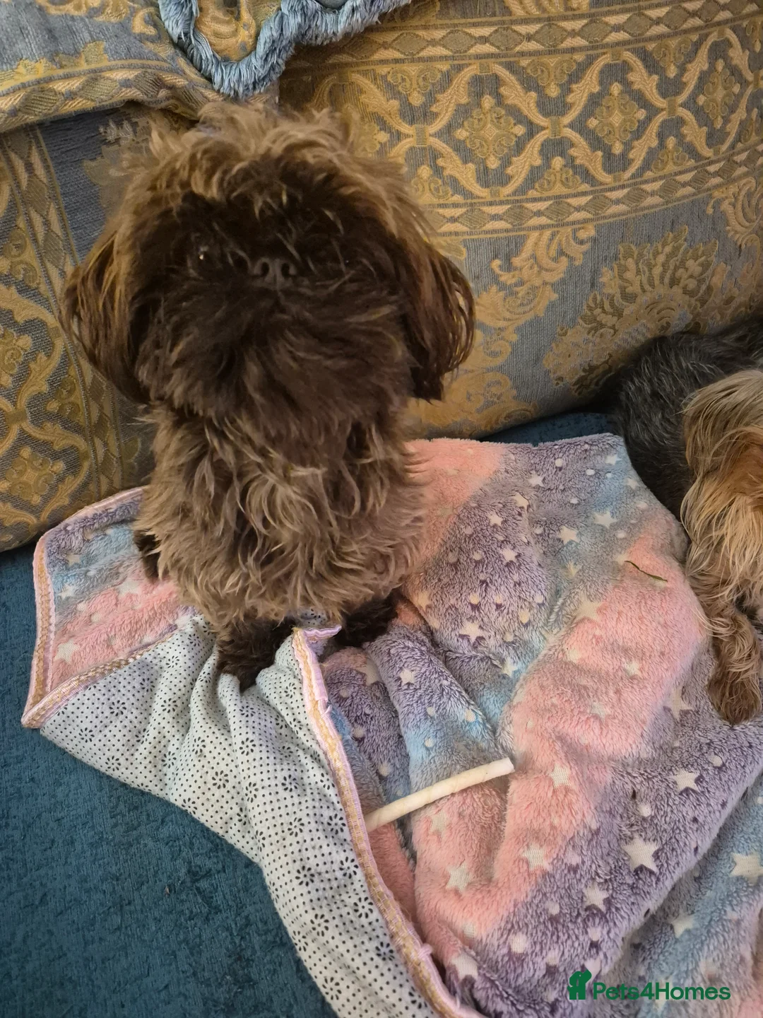 Shih Tzu dogs for sale: Shirebrook tzu pup - Advert 5