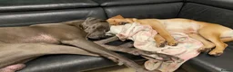 Labrador Retriever dogs for sale: Labrador looking for loving new home - Advert 7