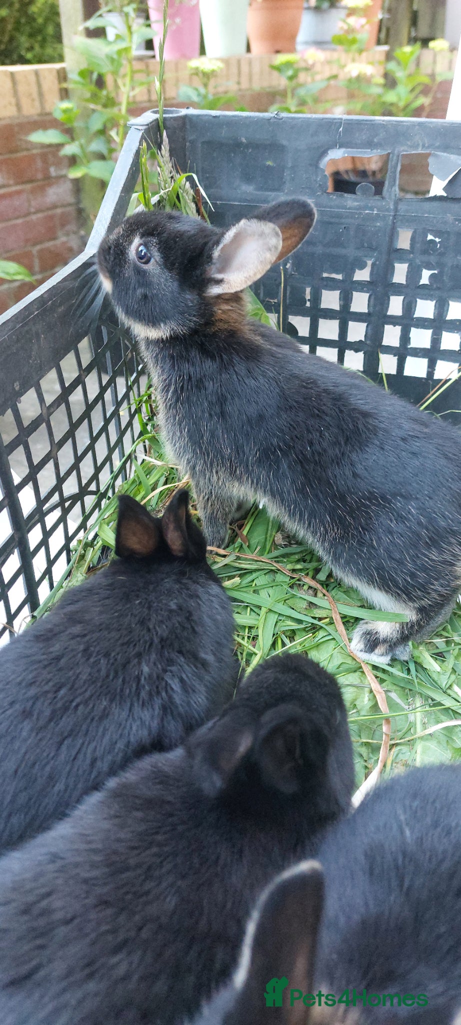 Mixed Breed rabbits Wonderful bunnies. - Advert 9