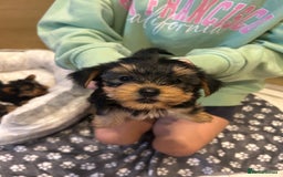 Yorkshire Terrier dogs for sale: Yorkshire terrier  - Image 3