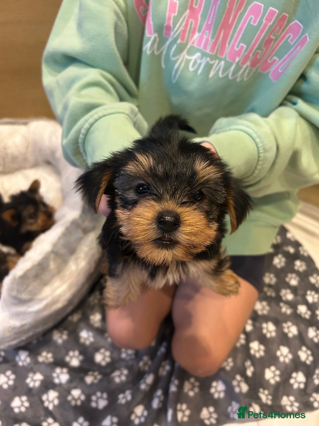 Yorkshire Terrier dogs for sale: Yorkshire terrier  - Image 3