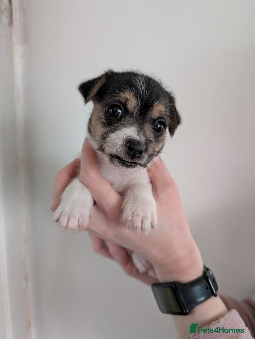 Mixed Breed dogs for sale: Jack Russell Puppies - Advert 6