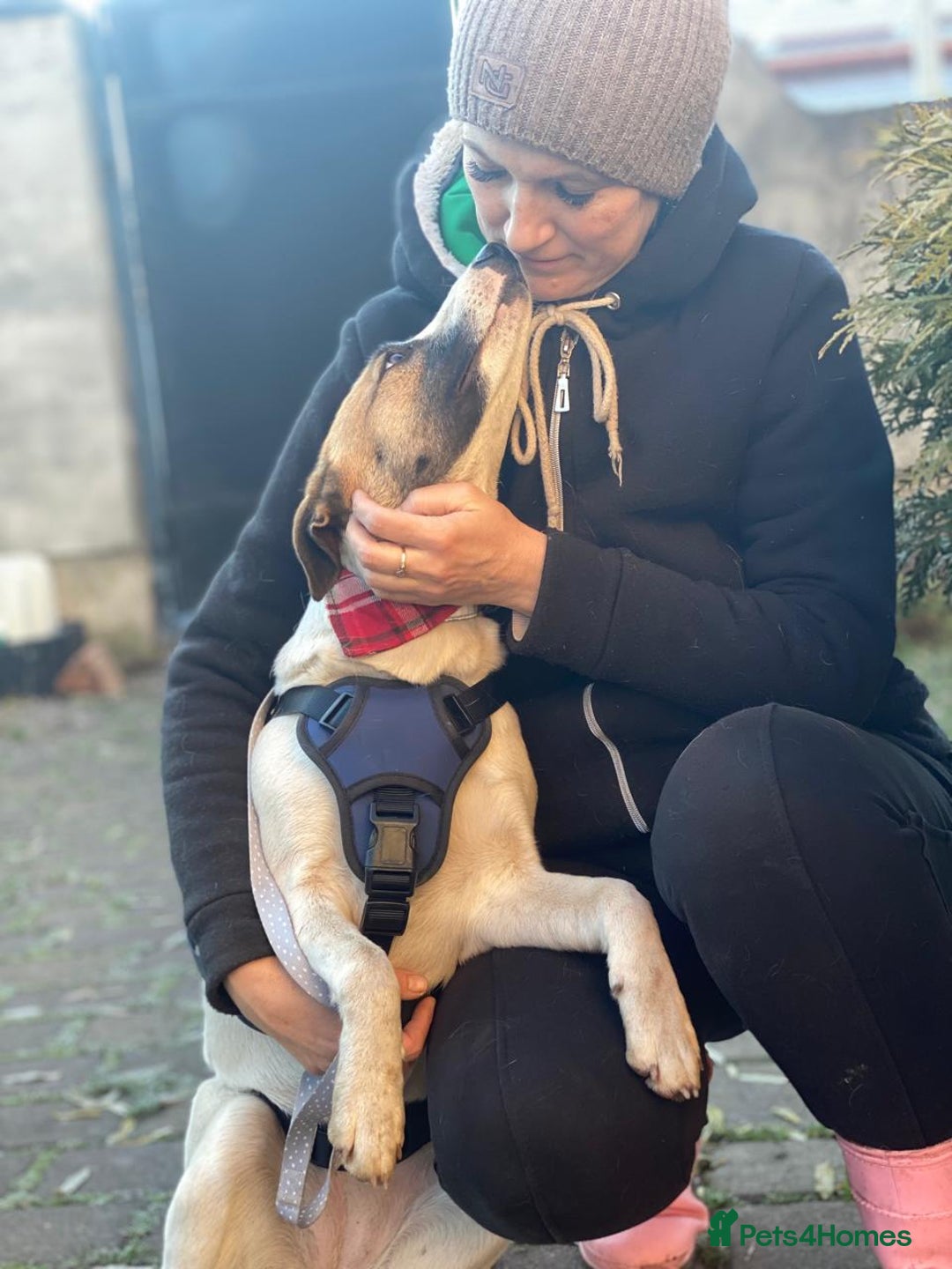 Mixed Breed dogs for adoption: 💖🐶 ZAYKA 🐶💖 - Advert 2