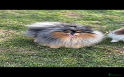 Pomeranian dogs for sale: Pedigree miniature pomeranians - Image 3