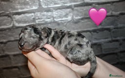 Cockapoo dogs for sale: Health tested Asian toy Cockapoo puppies  - Image 13