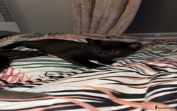 British Shorthair cats for sale: 4 full black cats - Image 1