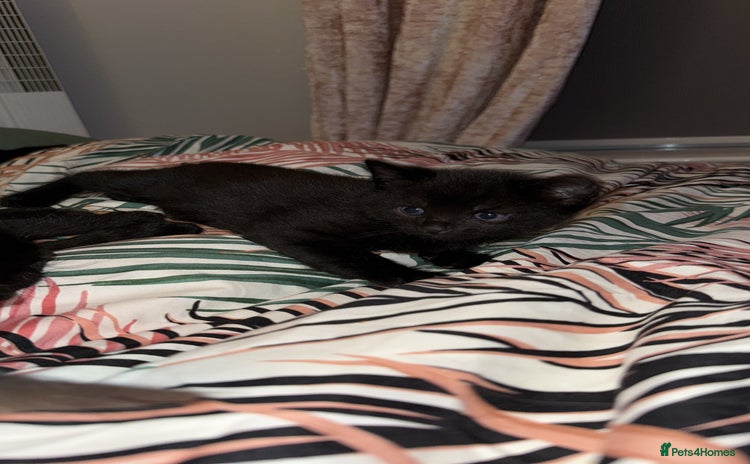 British Shorthair cats - Advert 2