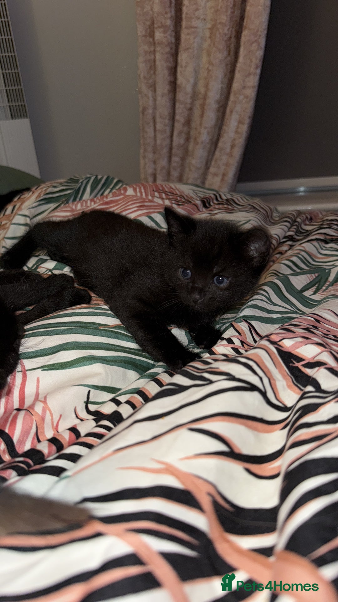 British Shorthair cats for sale: 4 full black cats - Image 1