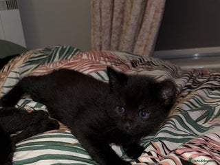 British Shorthair cats - Advert 6