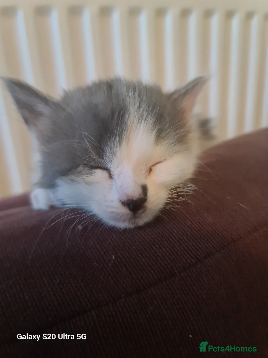 Siberian cats for sale: Kittens - Advert 18