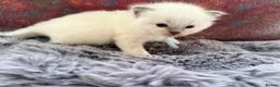 Ragdoll cats for sale: 2 Chunky Fluffy Purebred Ragdolls - Advert 11