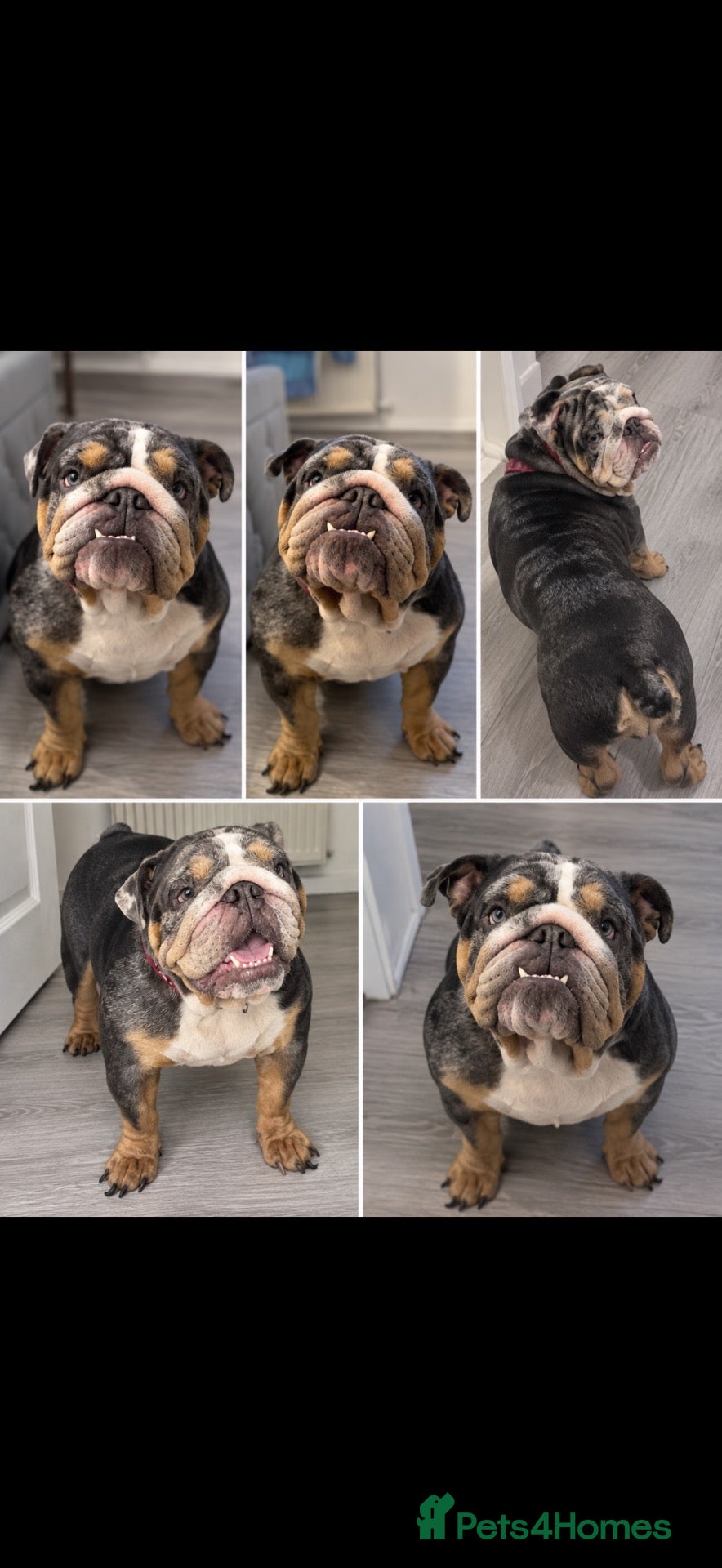English Bulldog dogs English Bulldog (female) - Advert 3