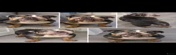 English Bulldog dogs for sale: English Bulldog (female) - Advert 1