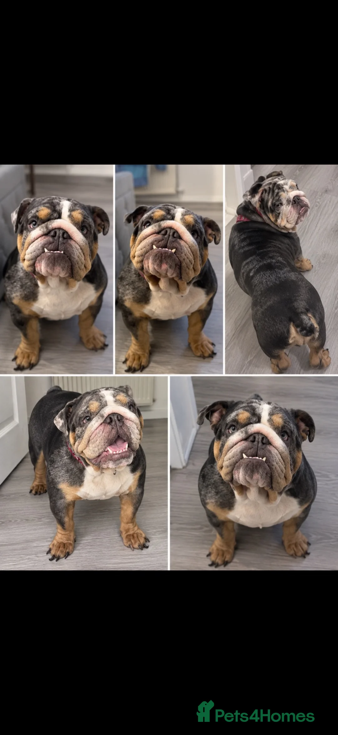 English Bulldog dogs for sale: English Bulldog (female) - Advert 1
