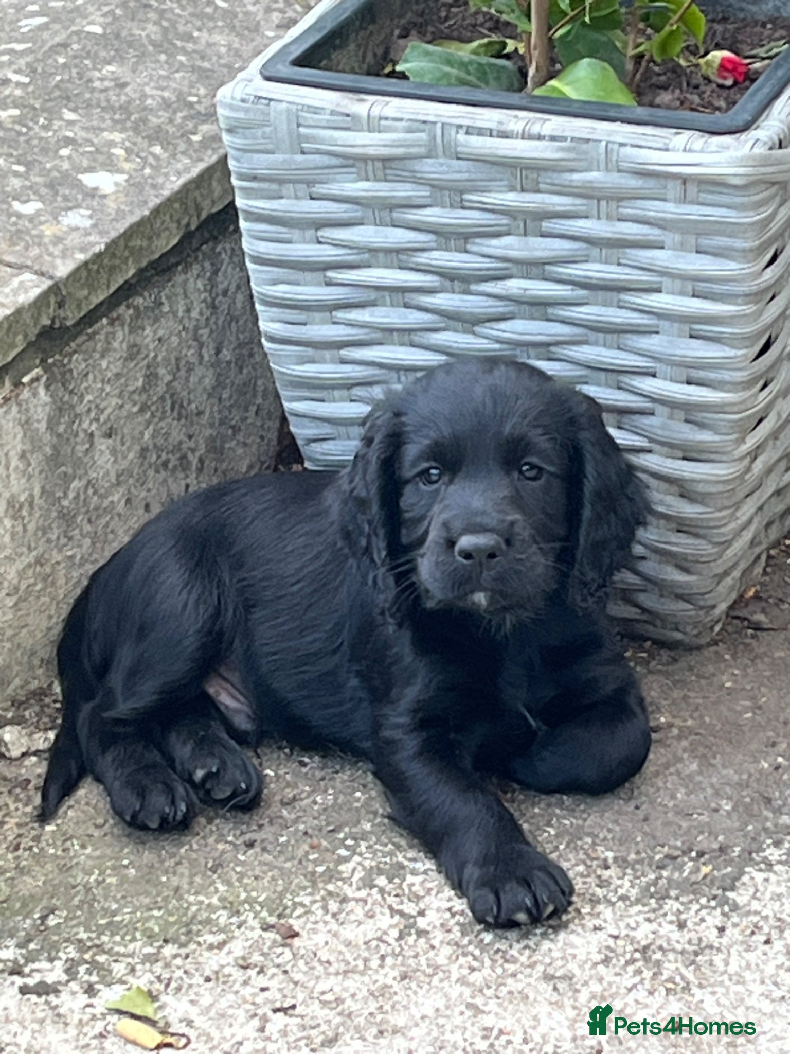 Cocker Spaniel dogs **Only 1 left ** Working Cocker Spaniel puppies - Advert 12