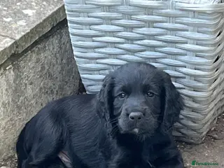 Cocker Spaniel dogs **Only 1 left ** Working Cocker Spaniel puppies - Advert 12