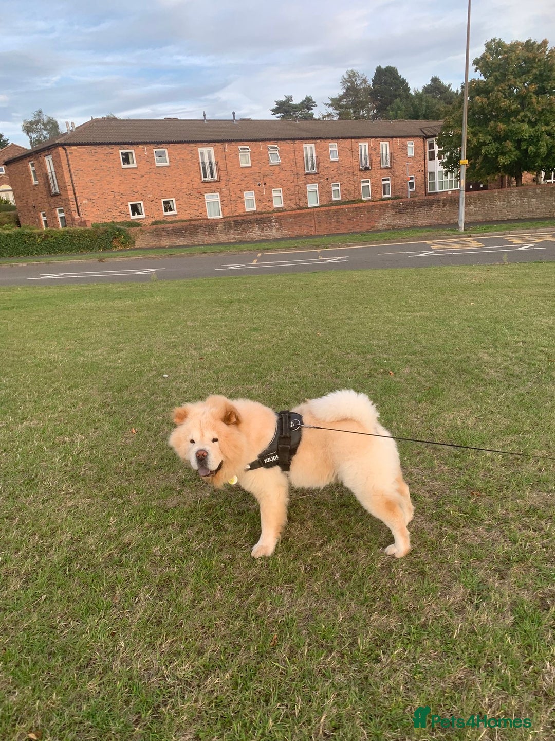 Chow Chow dogs for stud: Chow chow for stud - Image 3