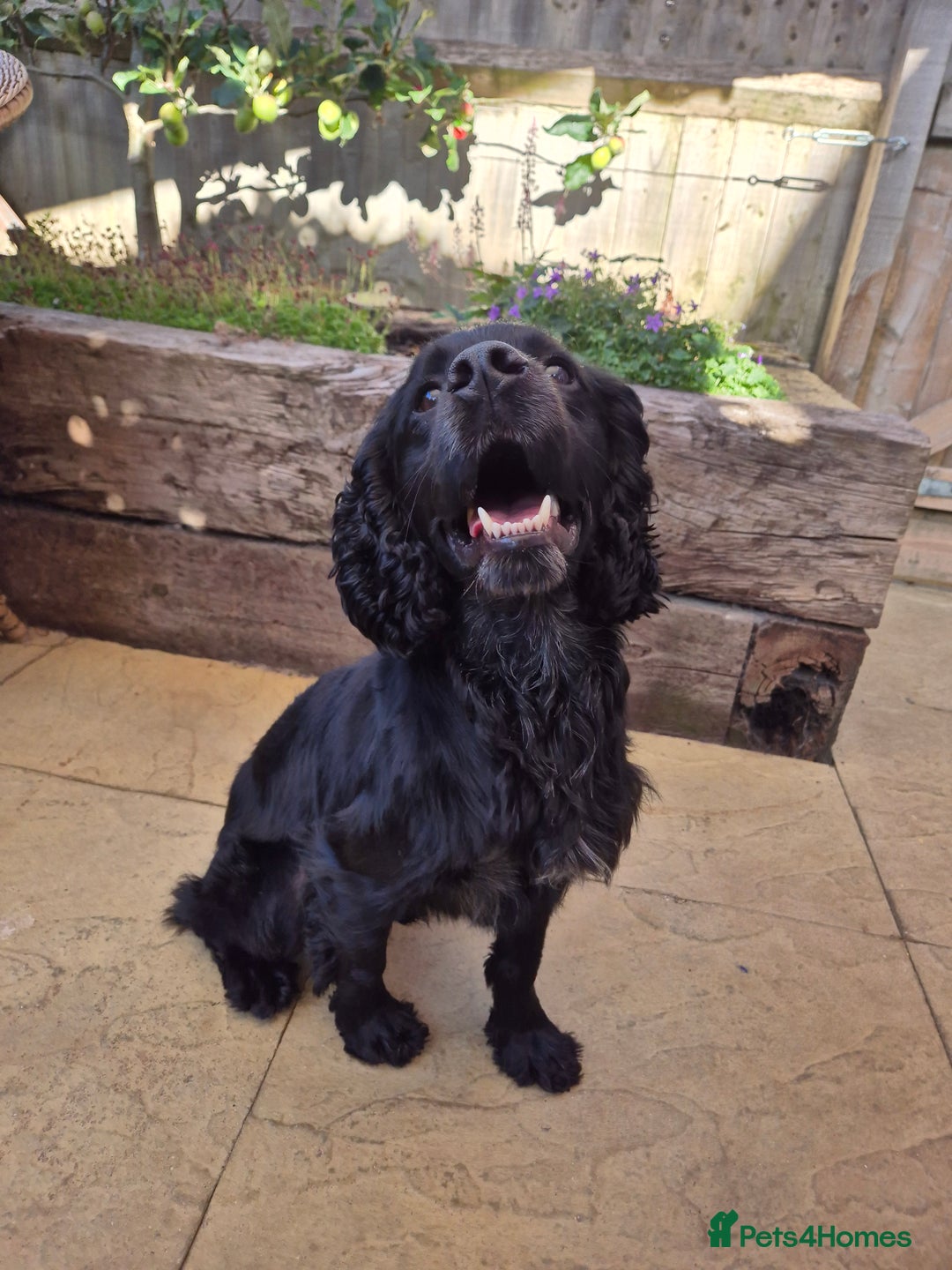 Cocker Spaniel dogs for sale: 18 month old working cocker spaniel dog - Image 1