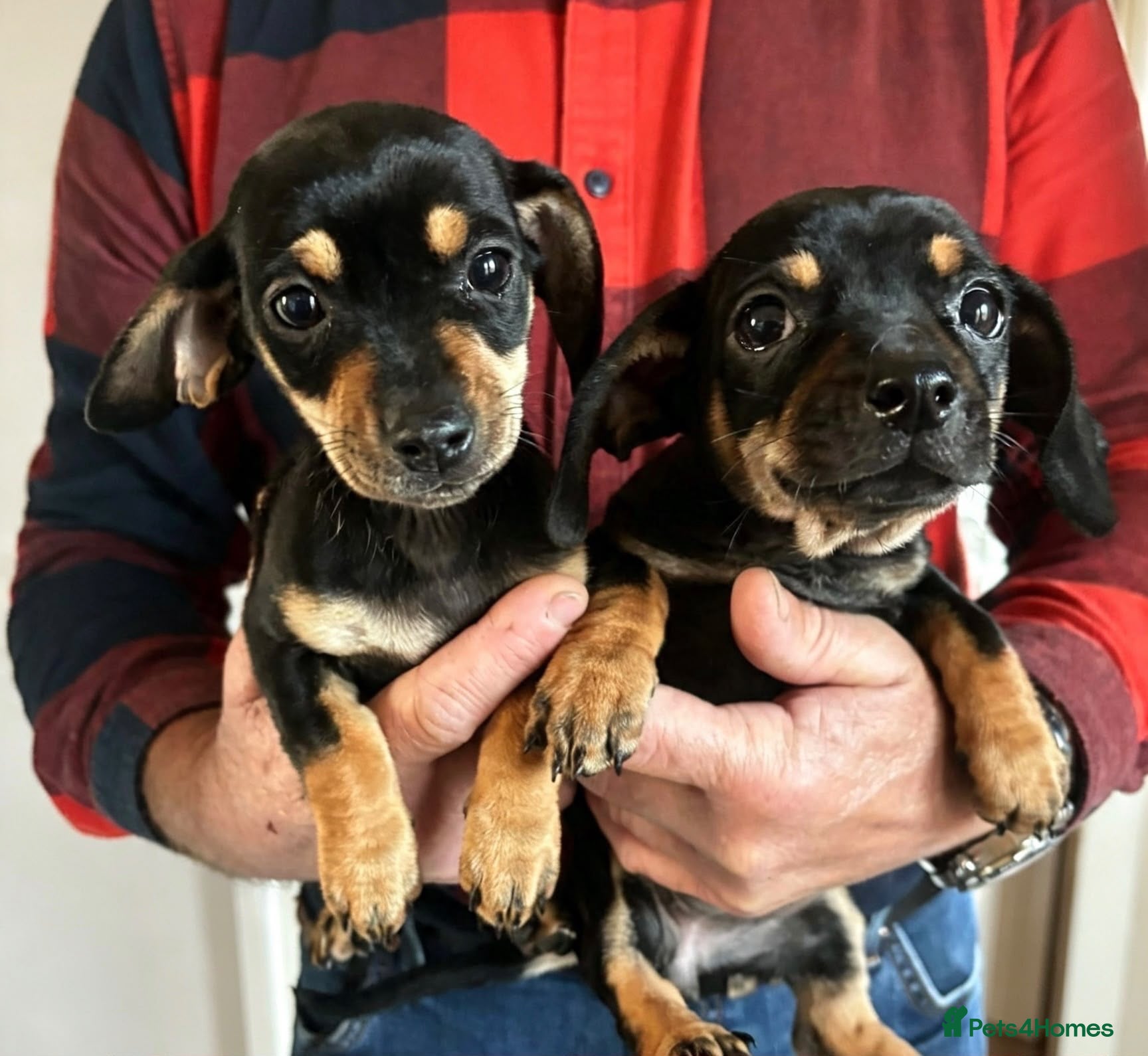 Dachshund dogs STUNNING DACHSHUND PUPS READY LAST 2, 9TH SEPT - Advert 4