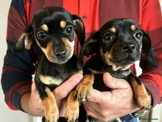 Dachshund dogs STUNNING DACHSHUND PUPS READY LAST 2, 9TH SEPT - Advert 4