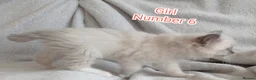 Ragdoll cats for sale: Ragdoll Kitten Boys and Girls  - Advert 17