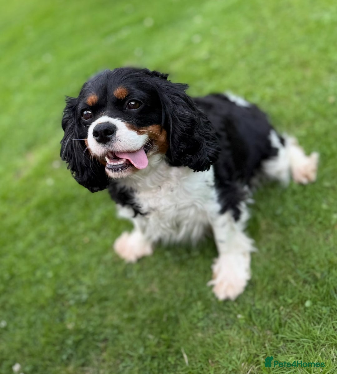 Cavalier King Charles Spaniel dogs for sale: KC REGISTERED GORGEOUS BLACK & TAN PUPPYS  - Image 6