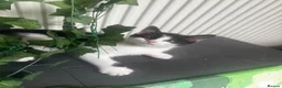 Mixed Breed cats for sale: 19 weeks male kitten - Advert 8