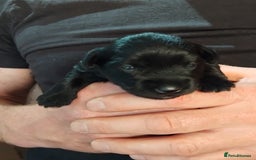 Miniature Schnauzer dogs for sale: Rockybobs Miniature Schnauzers  - Image 10