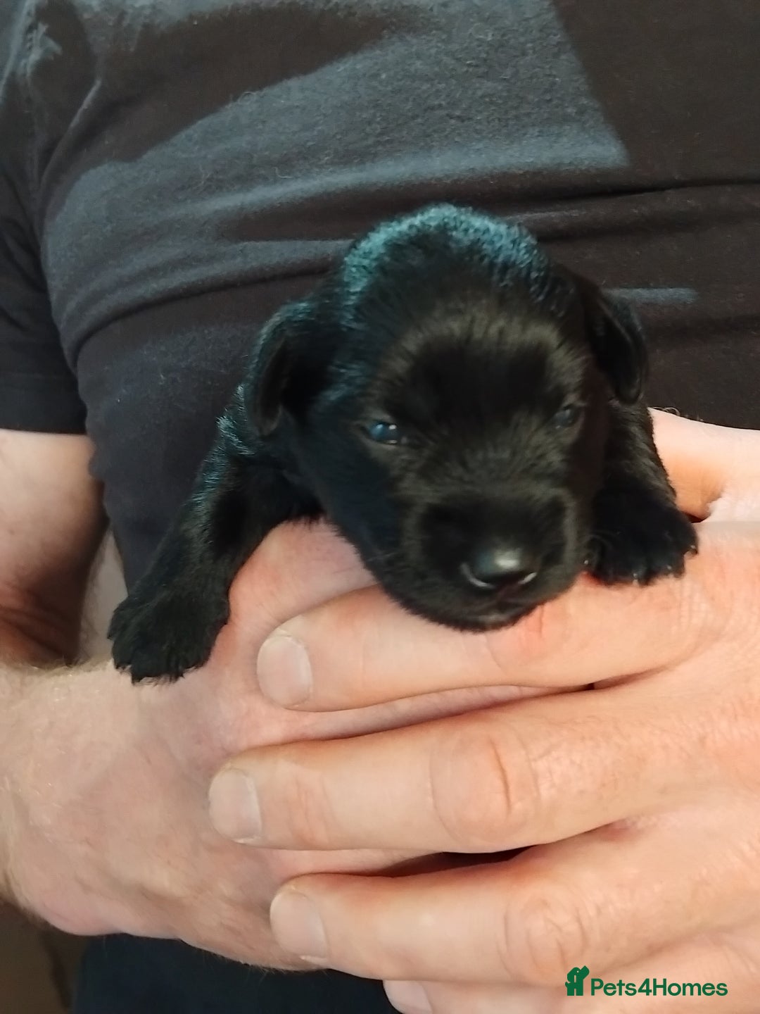 Miniature Schnauzer dogs for sale: Rockybobs Miniature Schnauzers  - Image 10