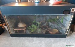 Python Snake reptiles for sale: Female Royal Python with Vivarium - Image 4
