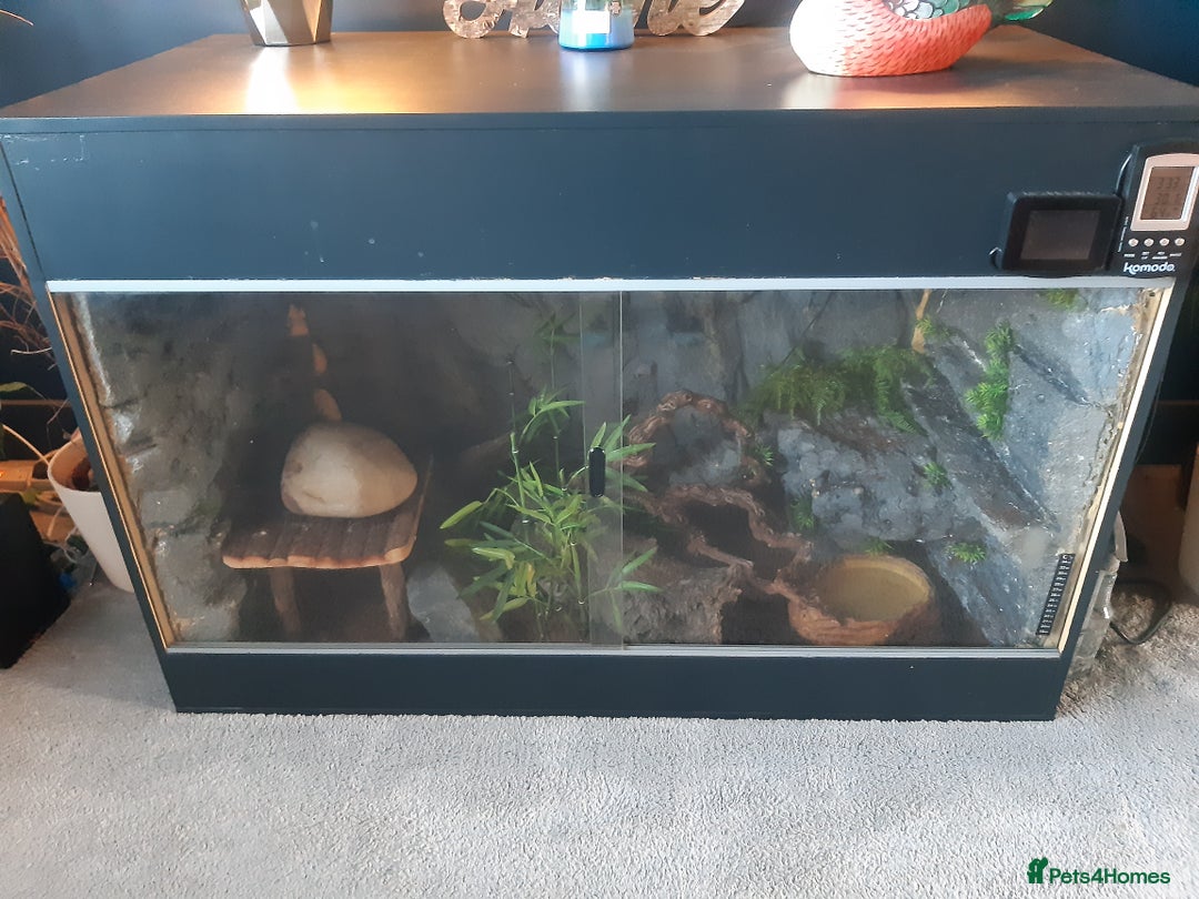 Python Snake reptiles for sale: Female Royal Python with Vivarium - Image 4