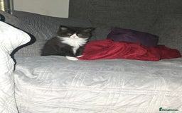 Mixed Breed cats for sale: Perdoll x maincoon x - Image 2