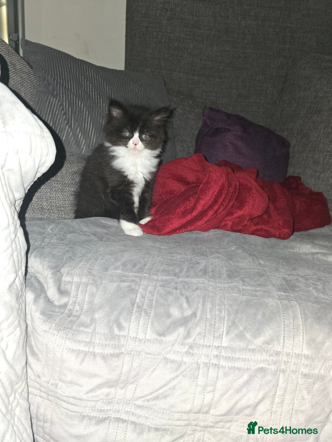 Mixed Breed cats for sale: Perdoll x maincoon x - Image 2