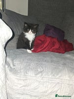 Mixed Breed cats - Advert 6