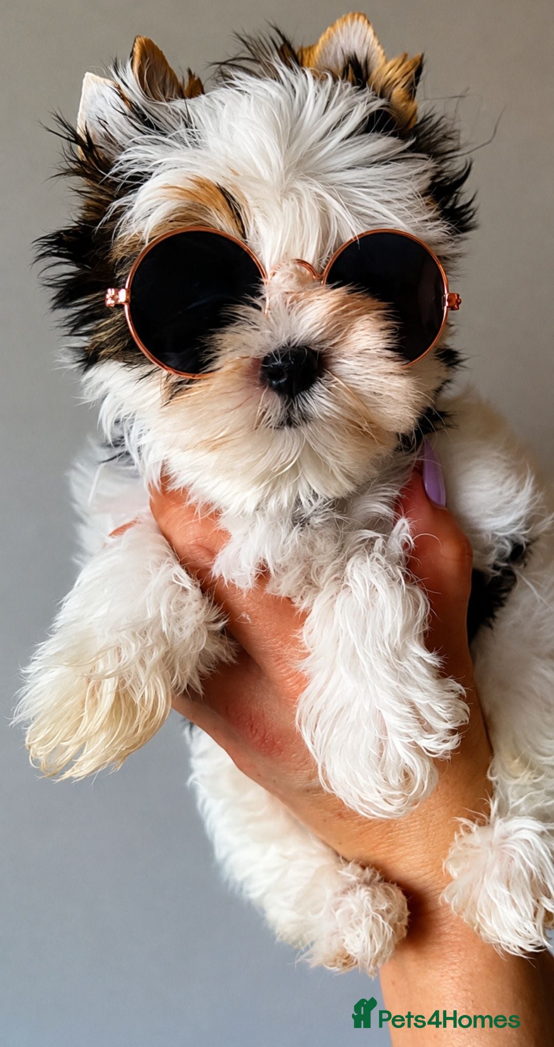 Yorkshire Terrier dogs for sale: 3 Tiny Yorkie Boys – Vaccinated & Ready - Advert 1