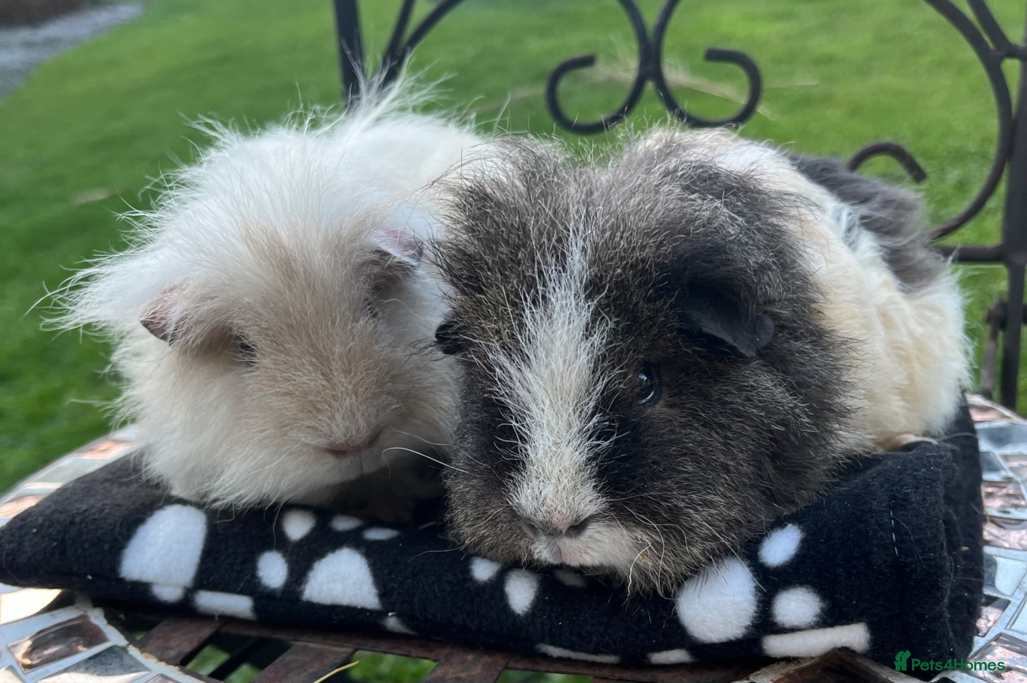 Guinea Pig rodents Guinea pigs rare Texel breed.  - Advert 10