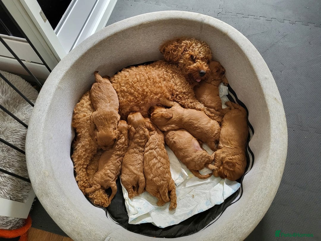 Cavapoo dogs for sale: F1B Cavapoo Puppies - Image 10