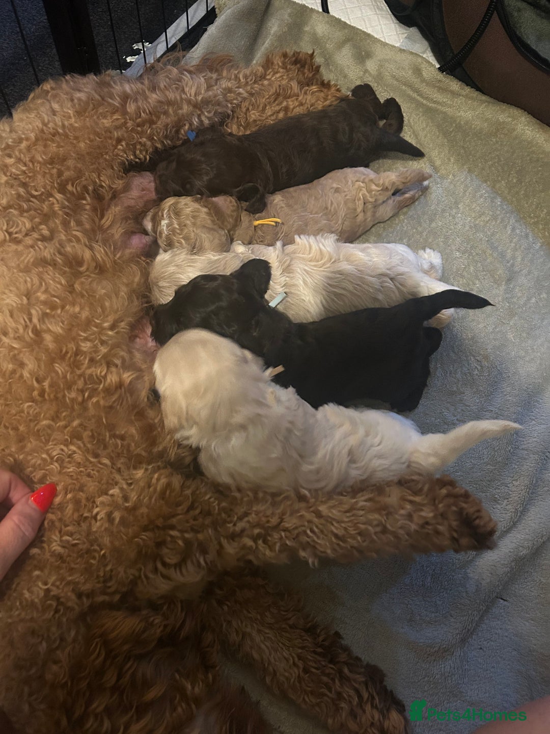 Cavapoo dogs for sale: ✨🌈 Rare Chocolate & Multicoloured Curly Cavapoos - Image 18