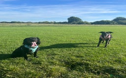 Mixed Breed dogs for sale: Maisie German Shepard X Dalmation - Advert 8