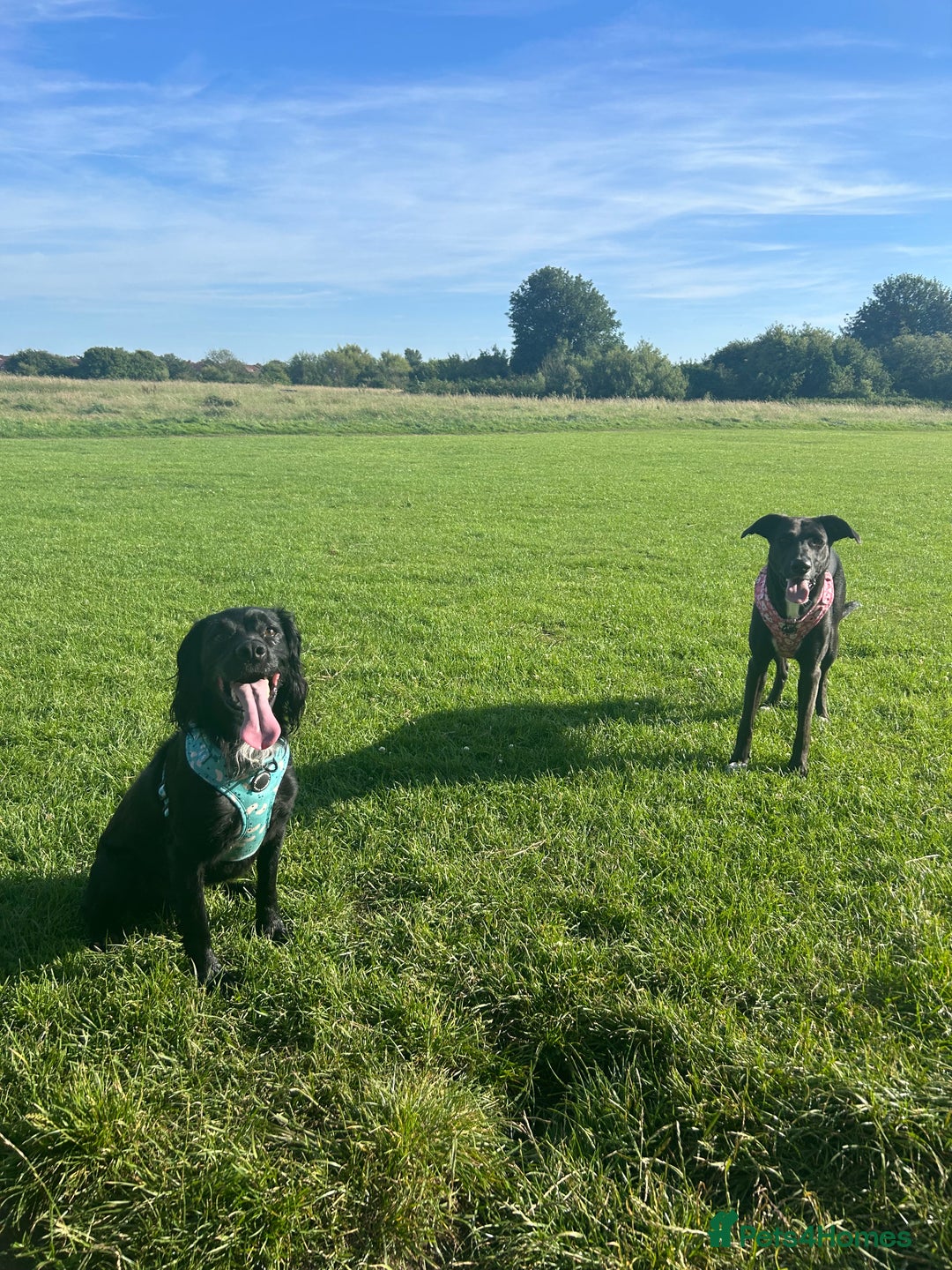 Mixed Breed dogs for sale: Maisie German Shepard X Dalmation - Advert 8