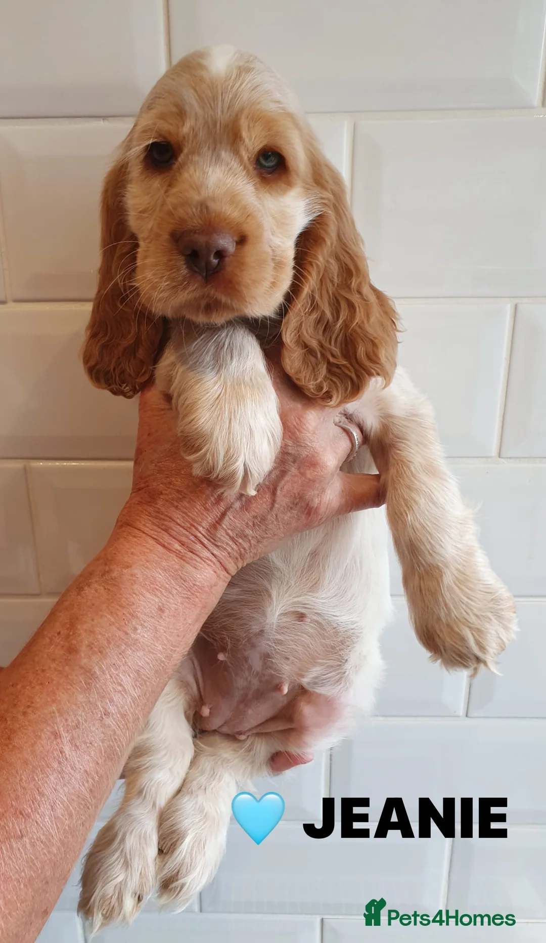 Cocker Spaniel dogs for sale: ONLY 1 STUNNING SHOW COCKER SPANIEL BOY LEFT !  - Advert 2