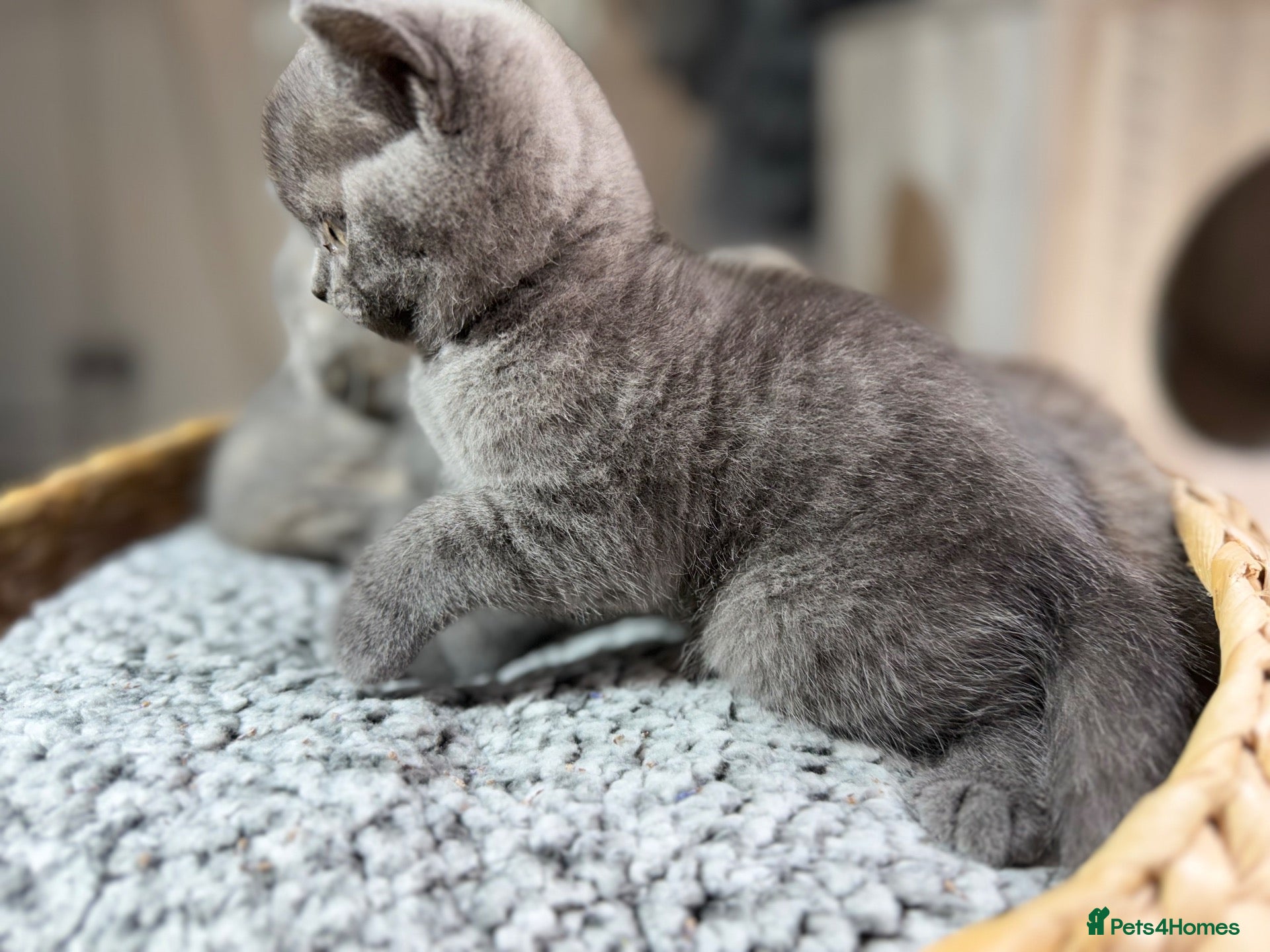 British Shorthair cats Beautiful British Shorthair Kittens  - Advert 1