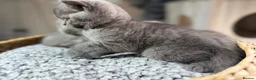 British Shorthair cats for sale: Beautiful British Shorthair Kittens  in Ilford - Advert 15
