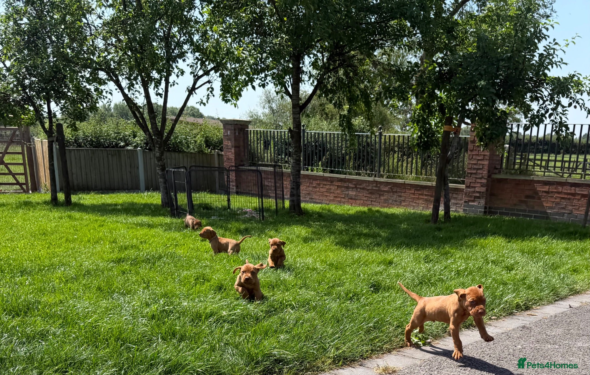 Hungarian Vizsla dogs KC registered Vizlas - Advert 1