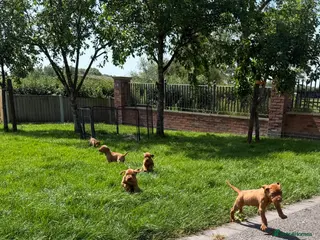 Hungarian Vizsla dogs KC registered Vizlas 2 boys available - Advert 1