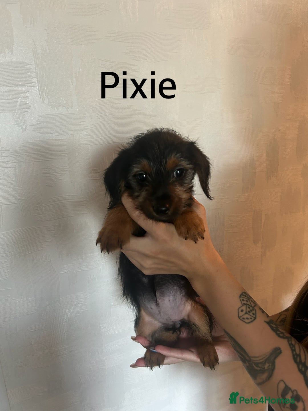 Mixed Breed dogs for sale: Miniature Dorkies - Image 8