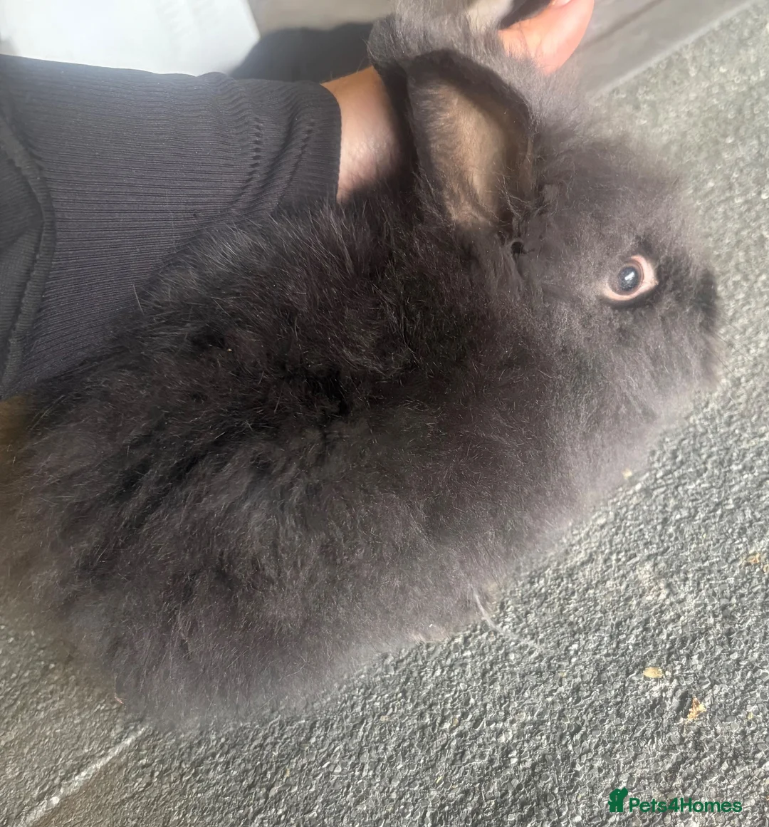 Lionhead rabbits for sale: Lionhead doe  - Advert 2