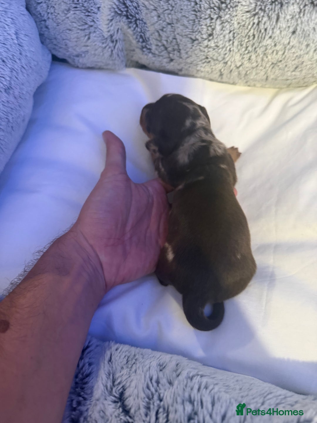Dachshund dogs for sale: Dapple Dachshund Puppies - Image 21